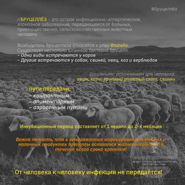 бруцеллёз что это